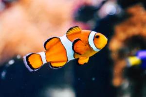 开云体育注册app-沙尔克04连续颓势，降级风险加大